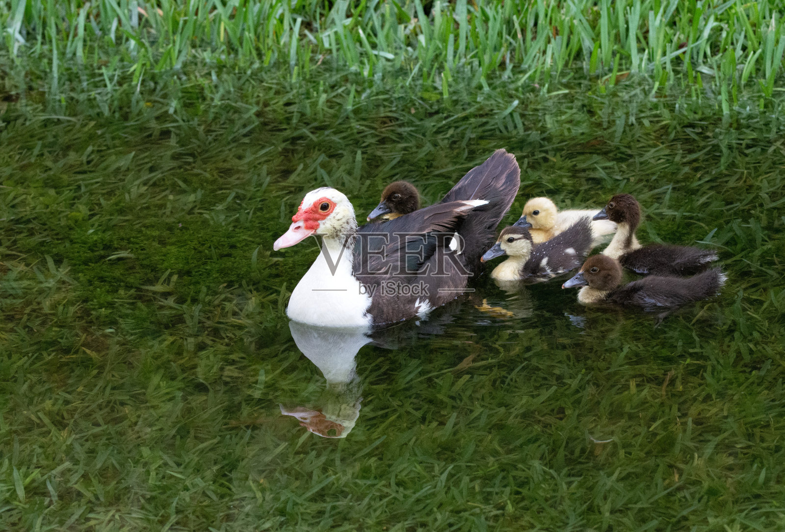 鸭妈妈和五只小鸭子一起游泳照片摄影图片
