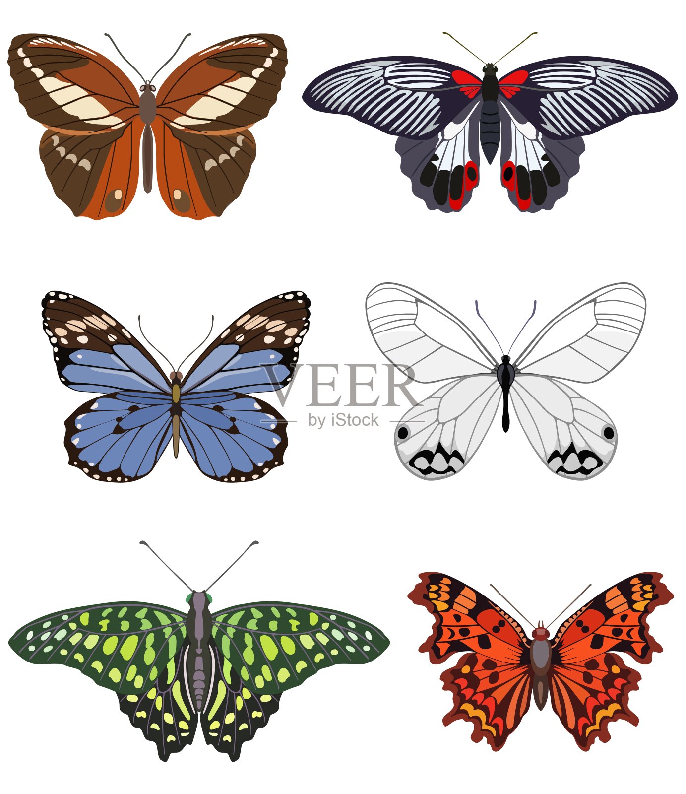 收集不同品种的装饰蝴蝶。矢量图插画图片素材