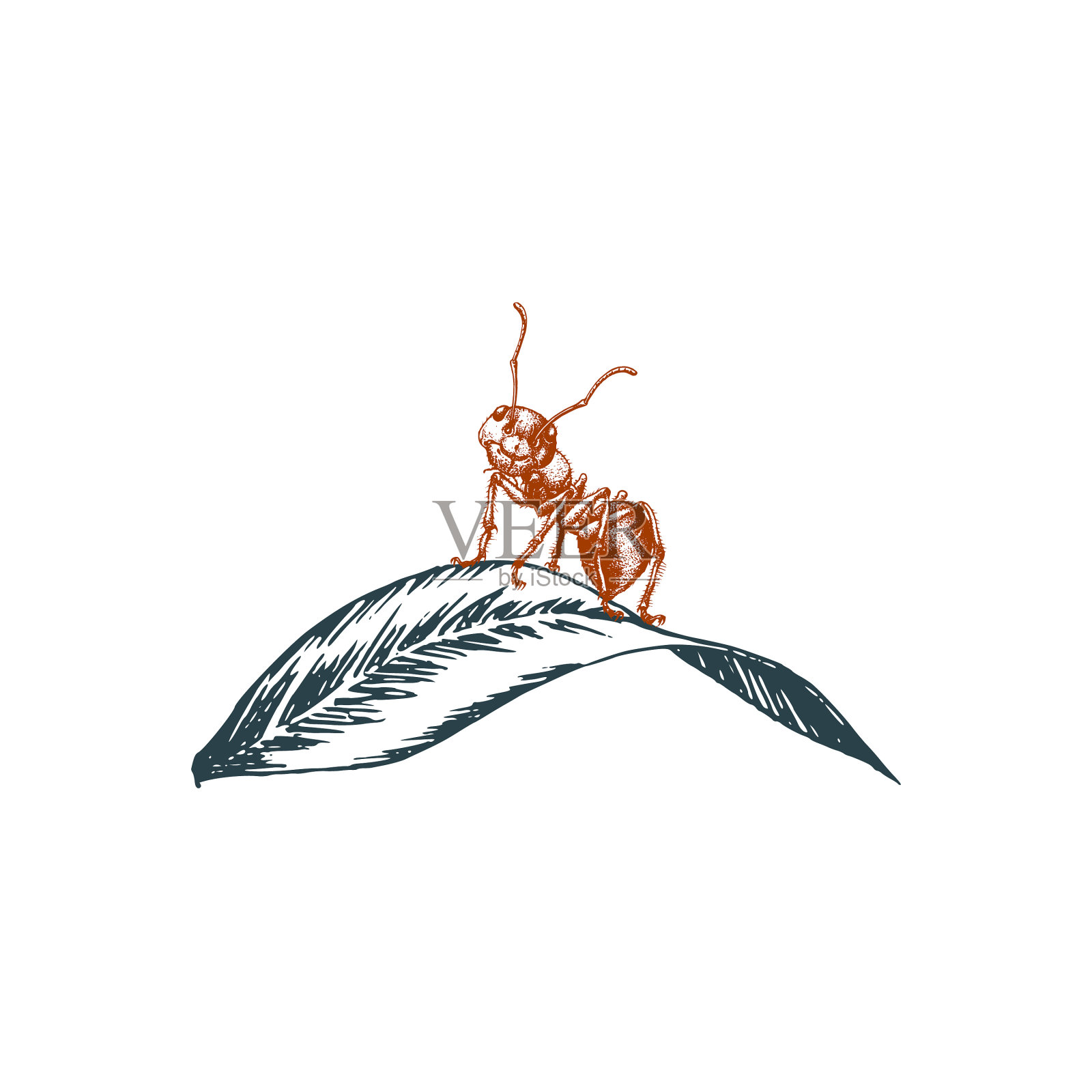 蚂蚁坐在叶子上图形设计元素图片