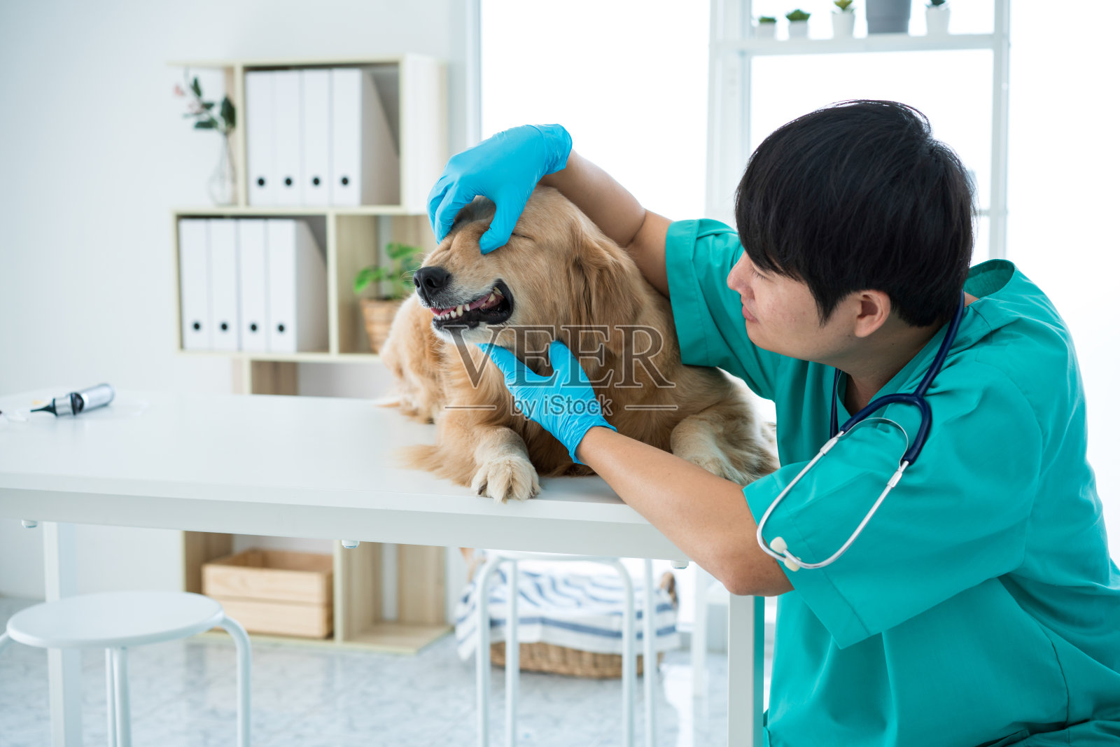 在医院的检查室里，兽医正在检查金毛猎犬的牙齿健康状况。照片摄影图片