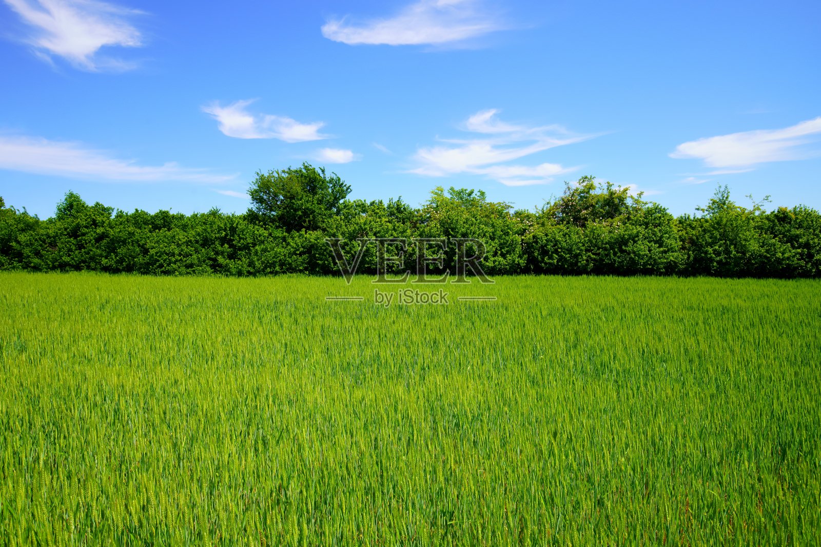 绿色的田野和蓝天照片摄影图片