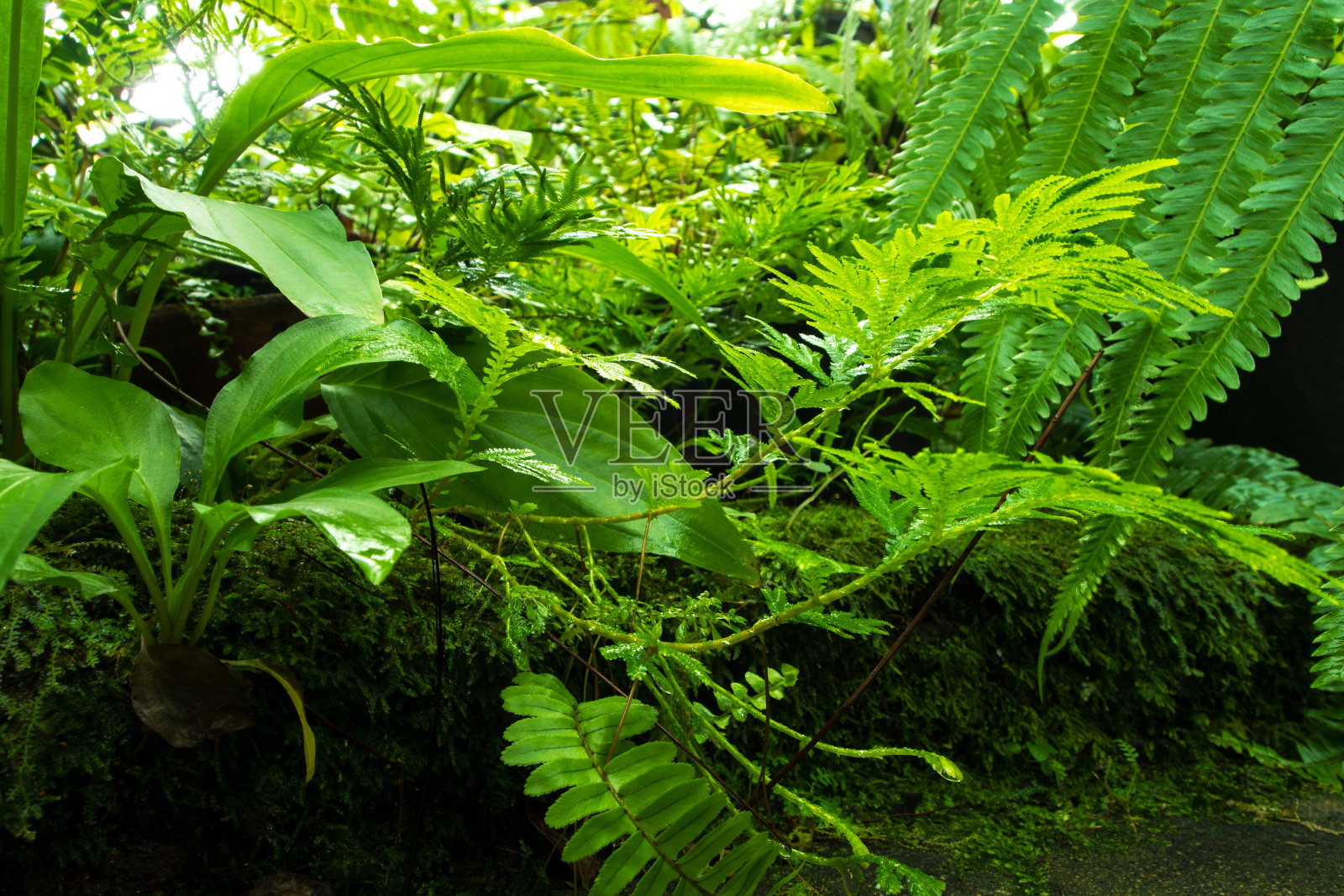热带花园中带有苔藓和藻类的新鲜蕨类叶子照片摄影图片