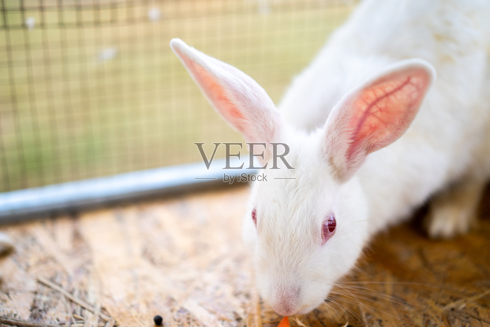 小白兔坐在户外场地的笼子里。照片摄影图片