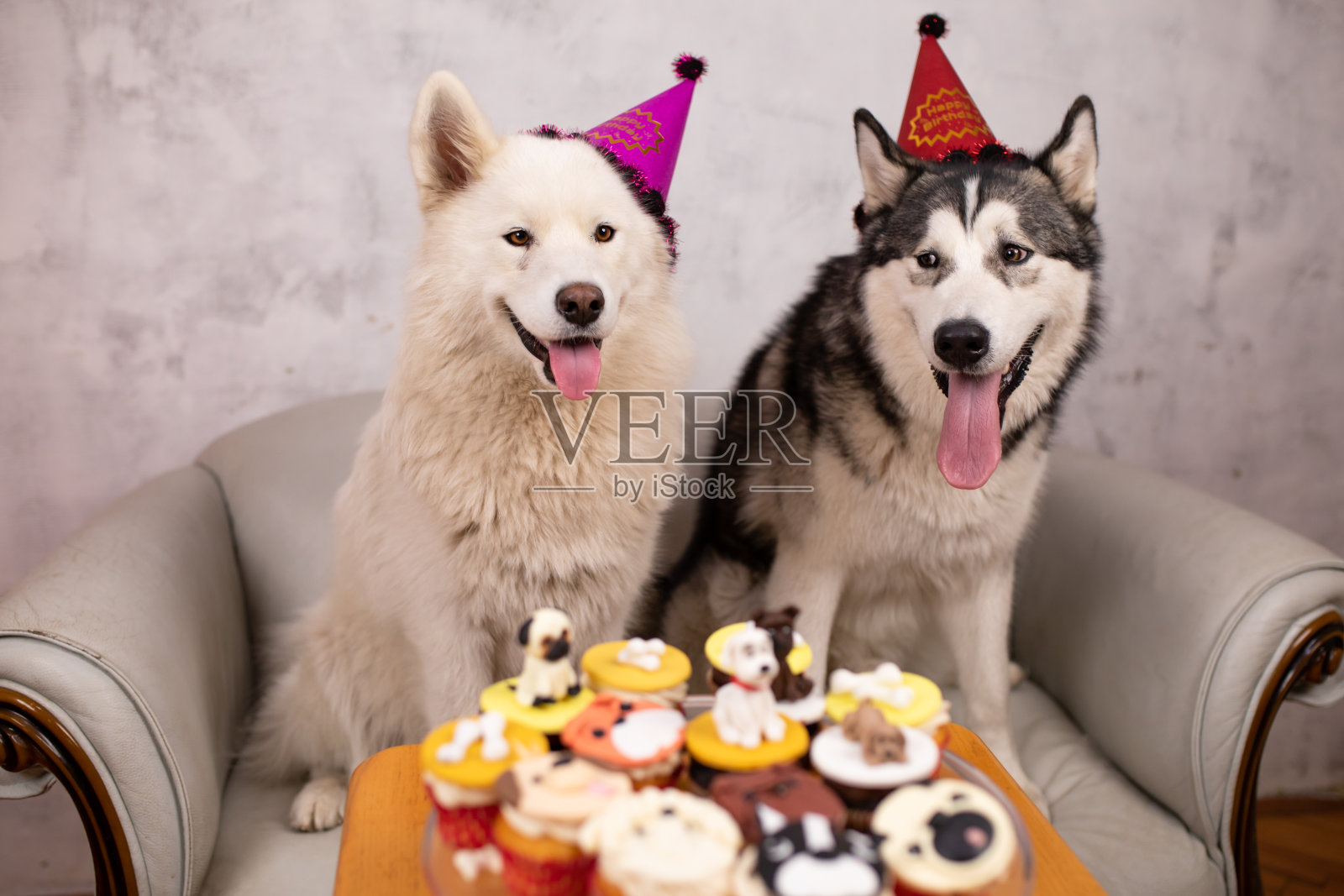 两只漂亮的狗在等他们的生日松饼照片摄影图片
