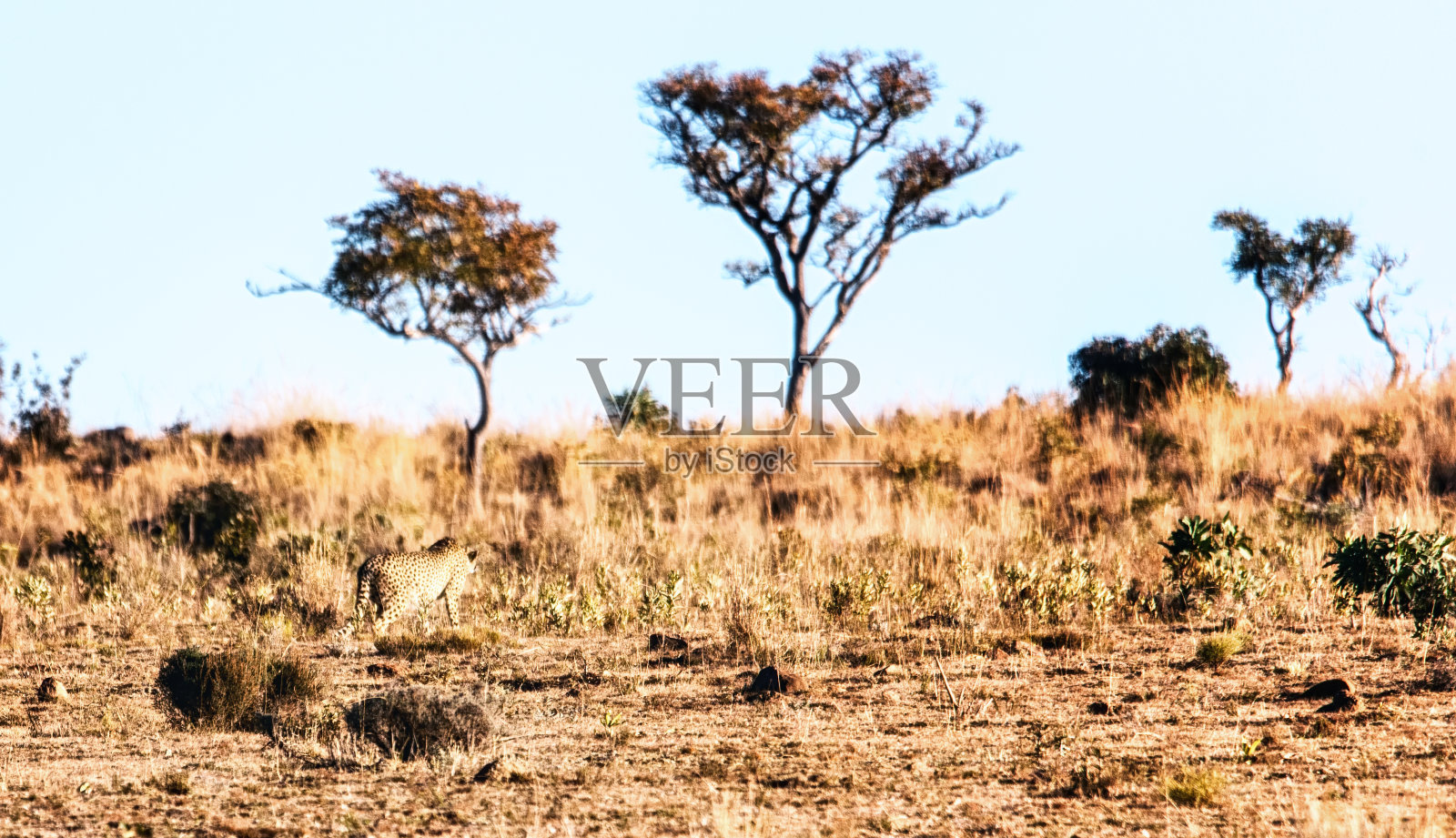 非洲猎豹，朱鹮，Welgevonden动物保护区，南非照片摄影图片