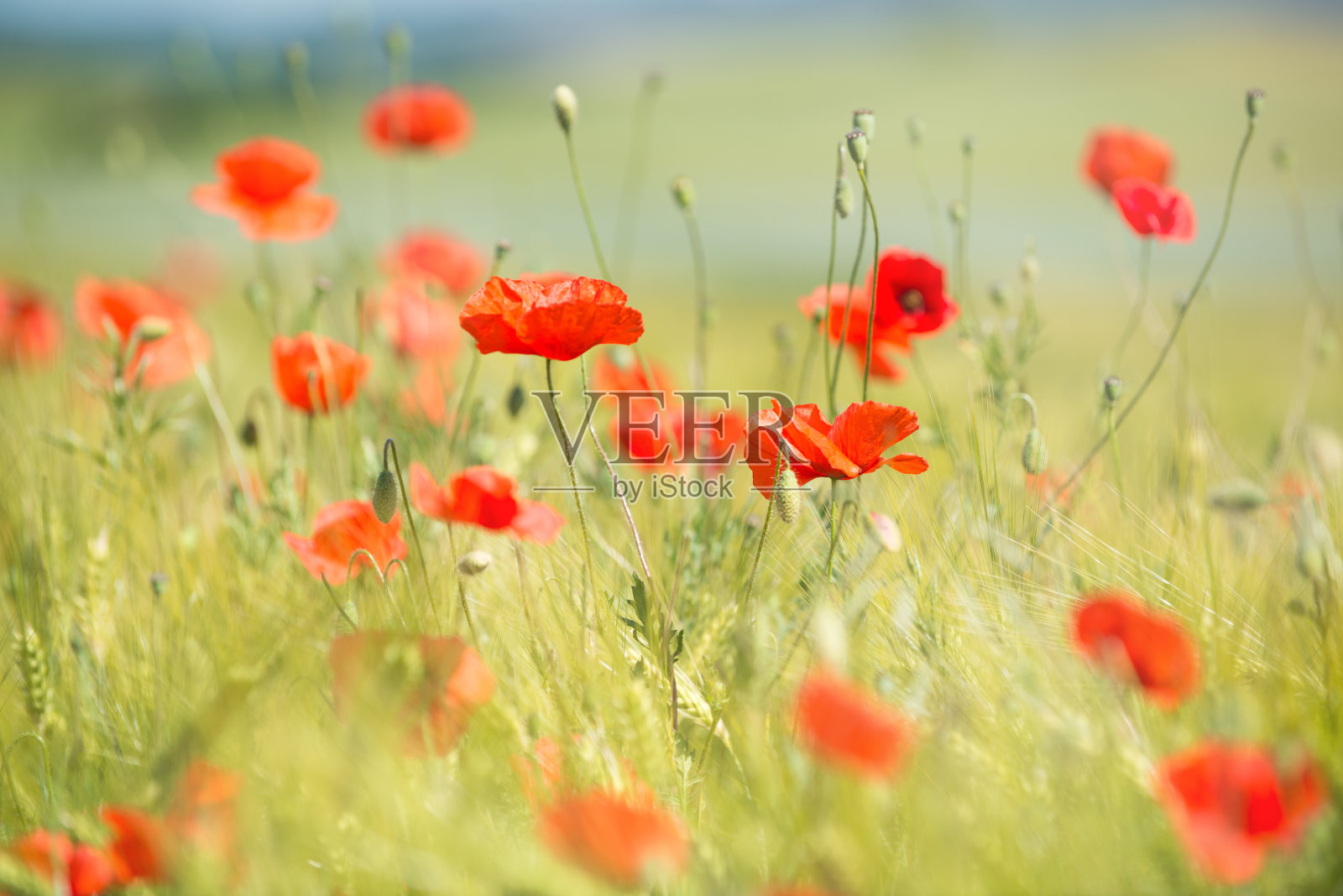 红色的罂粟花和燕麦植物在夏日阳光明媚的田野里，模糊了大自然的背景照片摄影图片