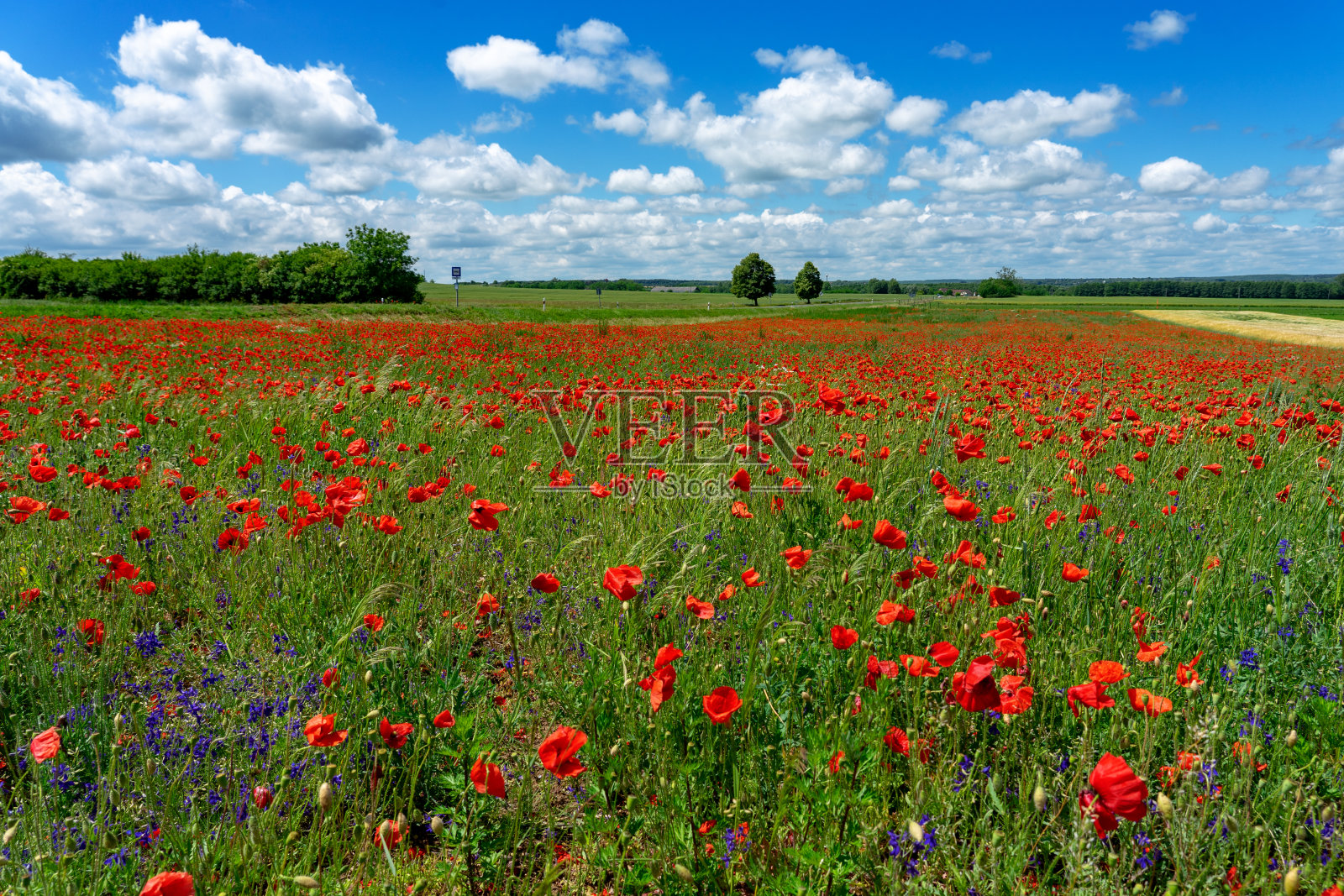 蓝天下的匈牙利多风的罂粟田照片摄影图片
