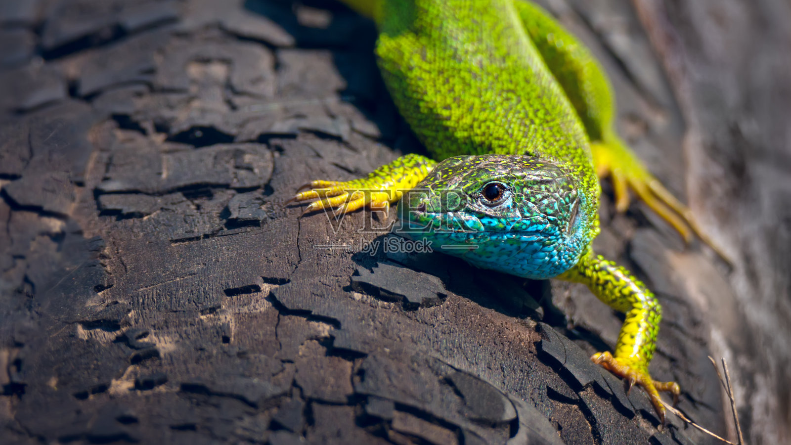 体色为蓝色和黄色的欧洲绿色蜥蜴照片摄影图片