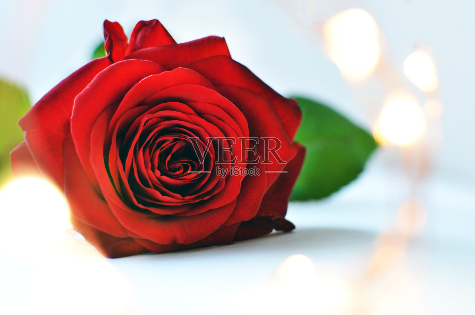红玫瑰在浅蓝色背景和仙女灯特写与文字空间。照片摄影图片