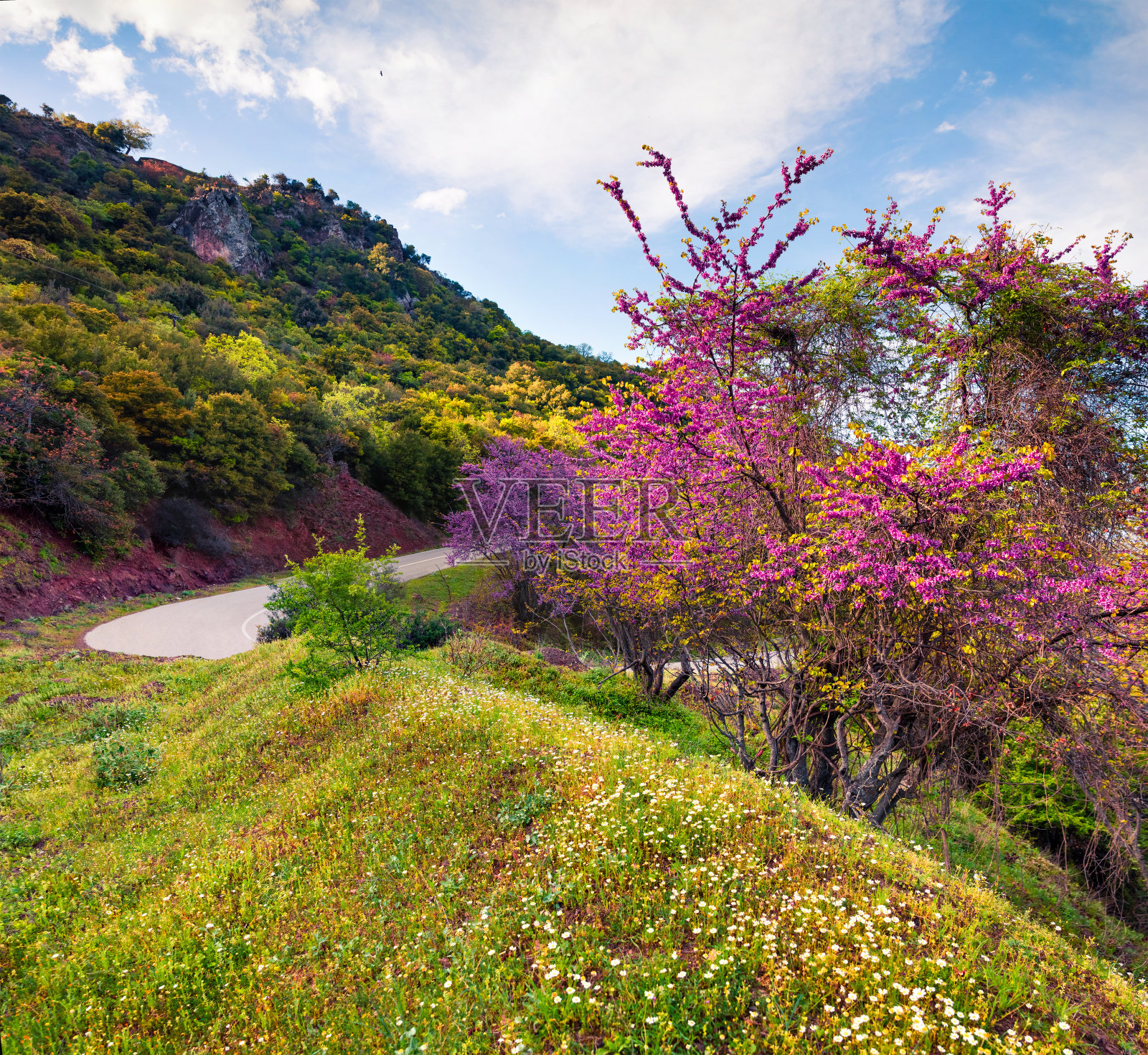 希腊山上盛开的樱桃树。五彩缤纷的乡村春景，Kamena Vourla位置。自然美的概念背景。艺术风格后期处理照片。照片摄影图片