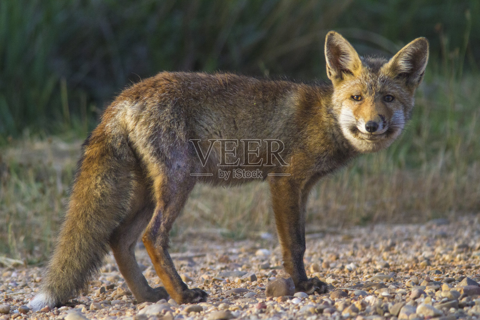 赤狐近距离接触大自然照片摄影图片