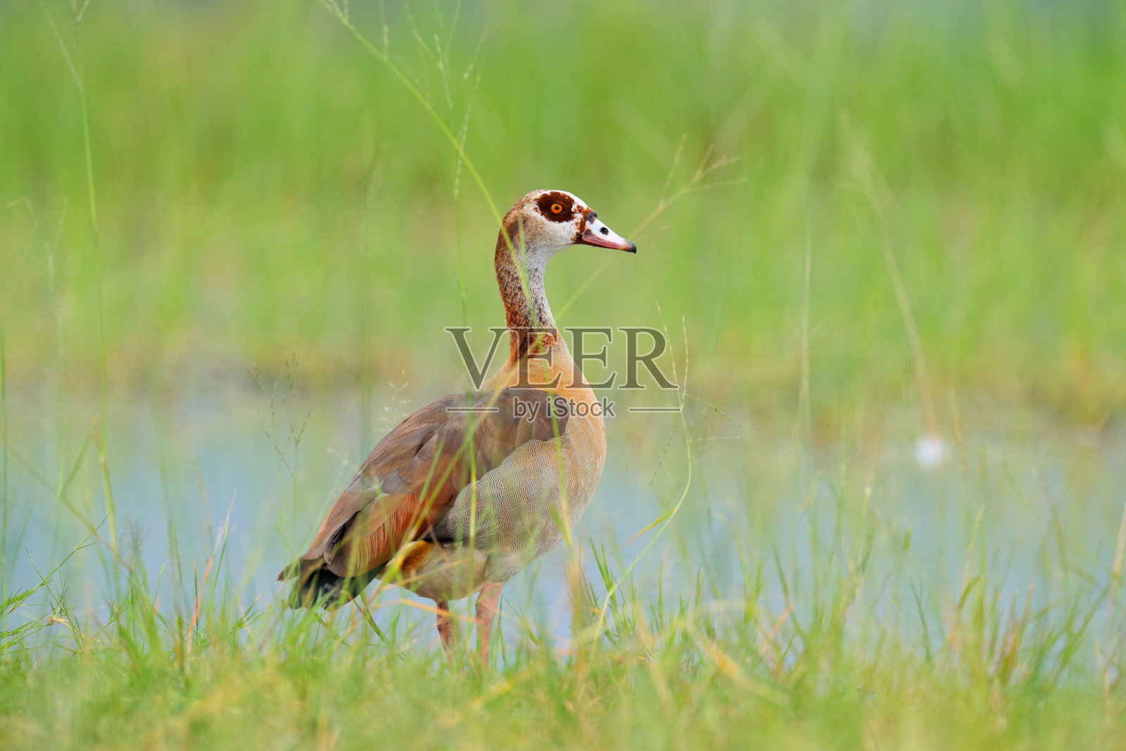 埃及鹅，一种长着红色喙的非洲鸟，栖息在绿色的草地上。动物的栖息地，奥卡万戈三角洲，莫雷米，博茨瓦纳。大自然的野生动物景象。3月份湿。照片摄影图片