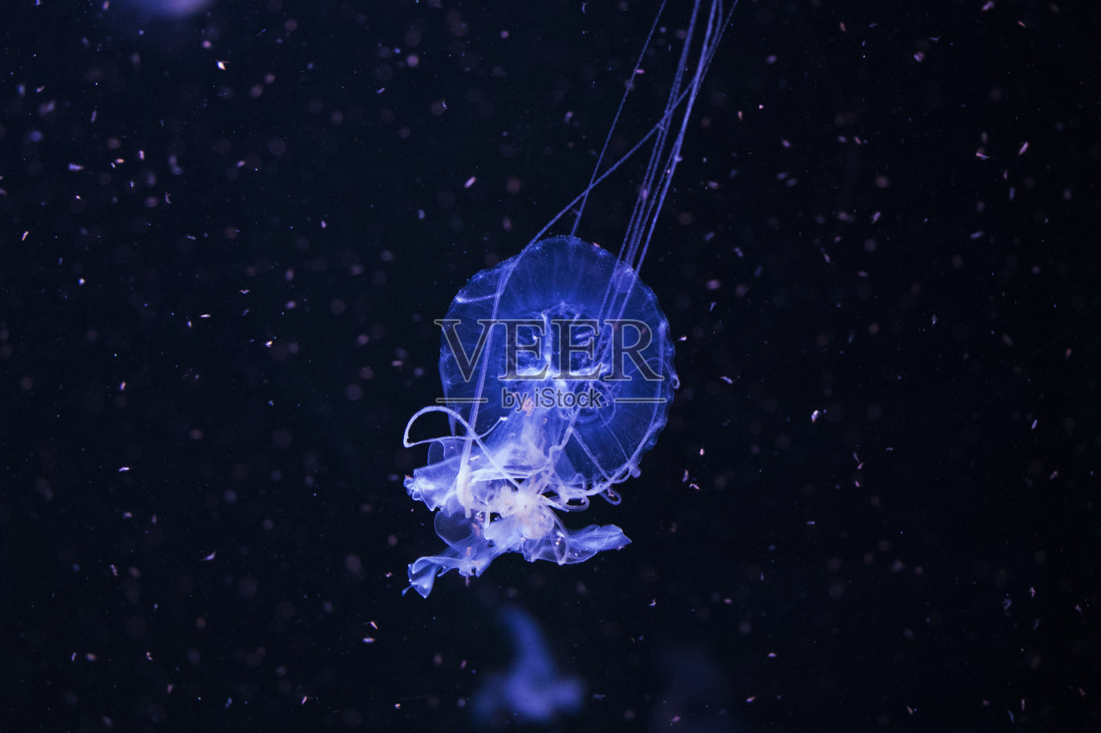 水下的水母，水母，水中的海洋动物，蓝色背景照片摄影图片