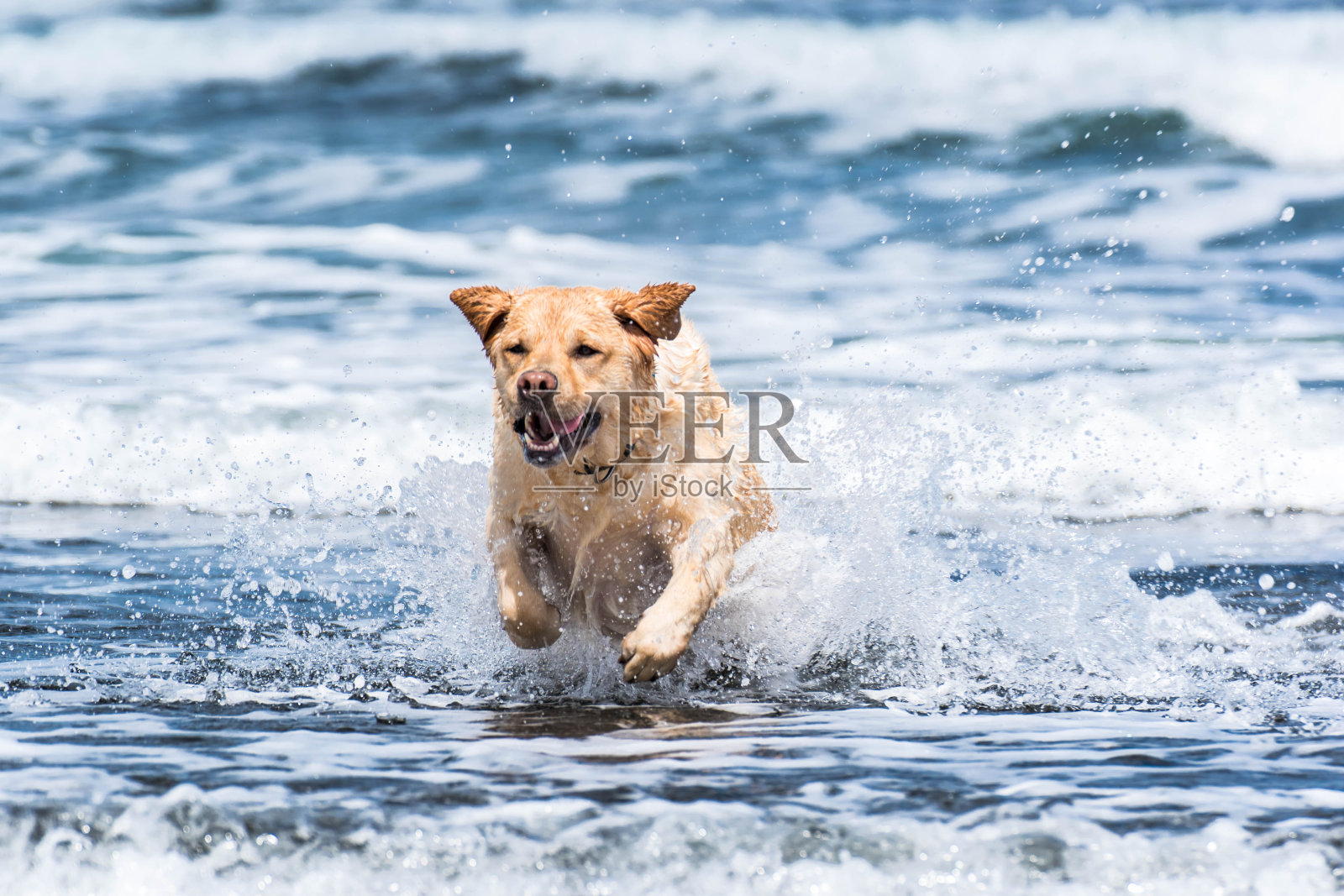狗狗出去，在海滩上享受照片摄影图片
