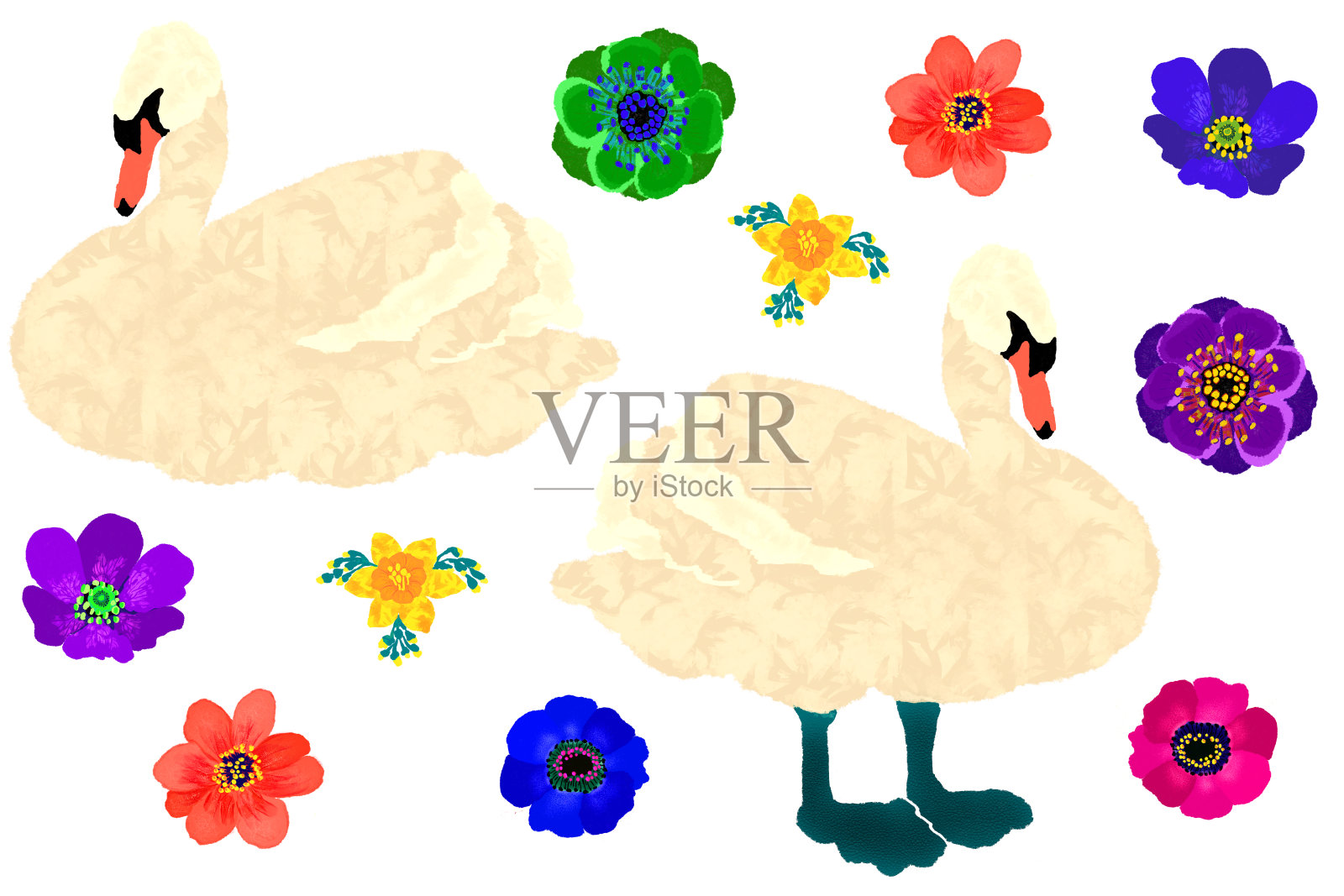 一套插图天鹅和夏天的花。插画图片素材