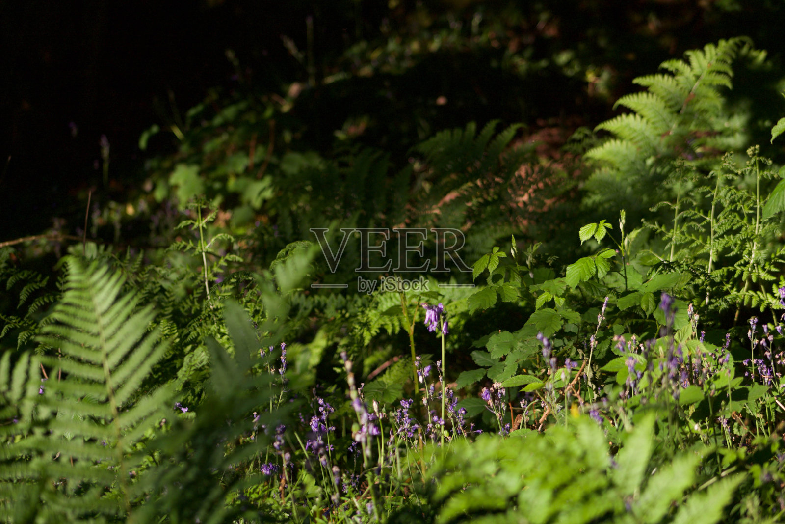 森林中的风信子(风信子)和蕨类植物(蕨类植物)照片摄影图片