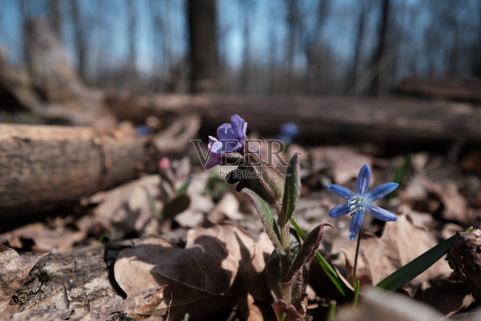 “锡拉”之花在春天的森林里绽放。照片摄影图片