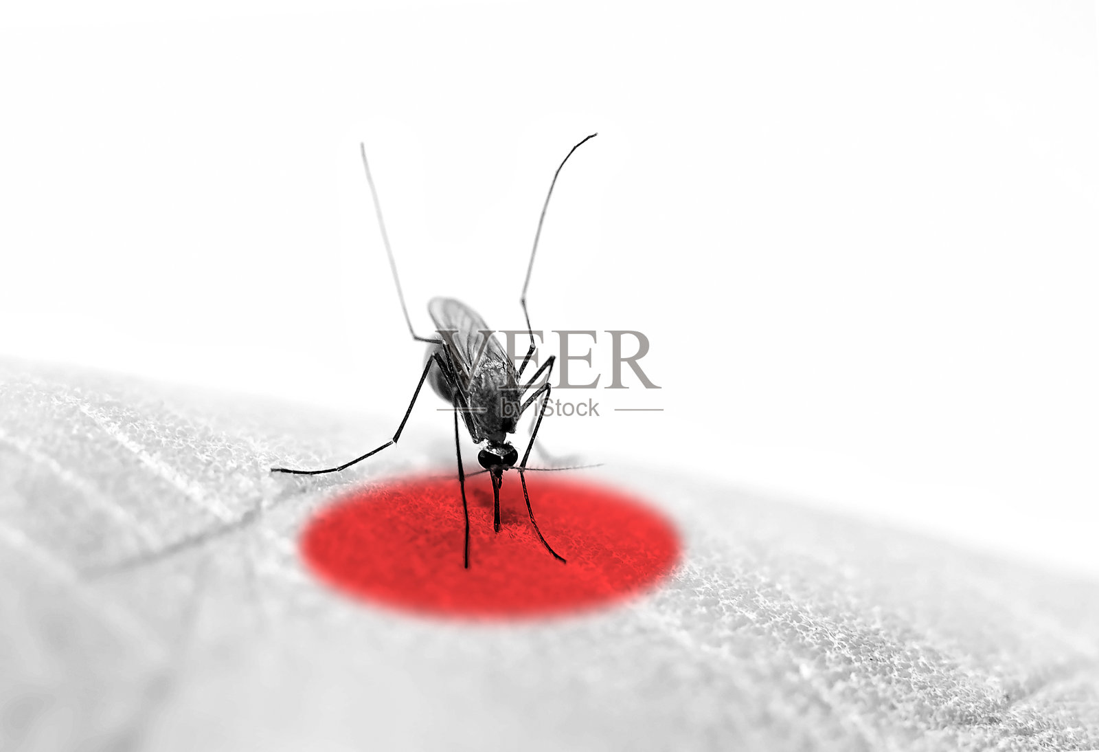 蚊子身上吸血照片摄影图片