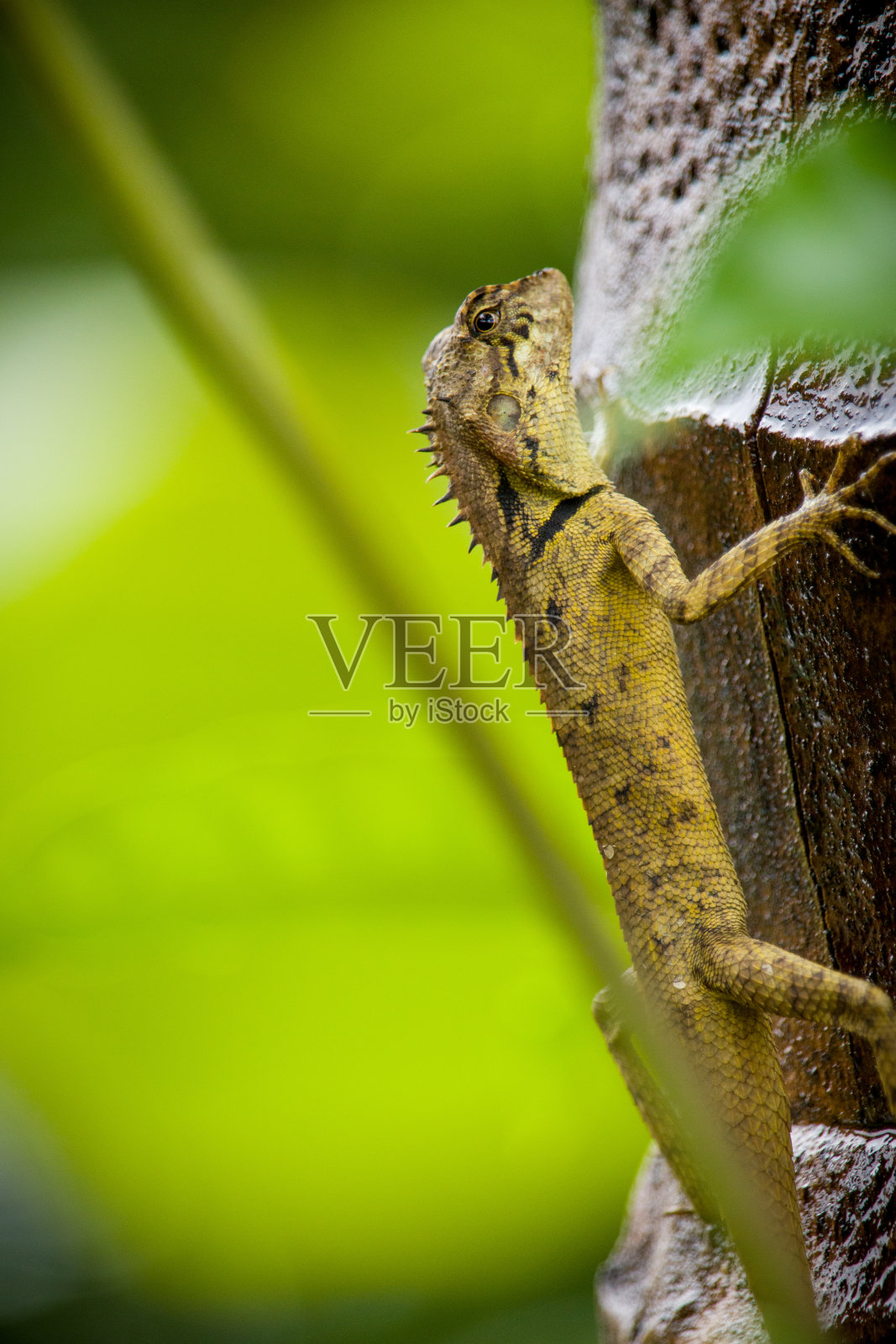 一只蜥蜴坐在一棵椰子树在森林库存照片1照片摄影图片