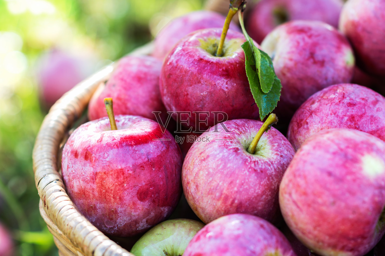 收获的粉红苹果在清晨的花园里，把苹果放在篮子里照片摄影图片