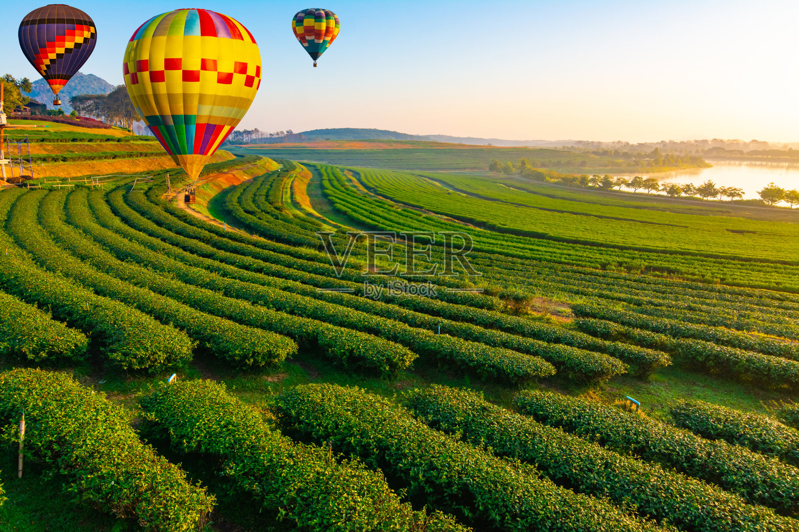 五颜六色的热气球在泰国清莱的日出茶园上空飞行照片摄影图片