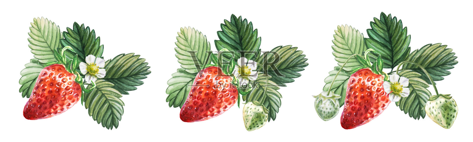 水彩设置红色多汁的草莓与绿色的浆果，树叶和花。手绘食物插图收藏。水果打印。插画图片素材
