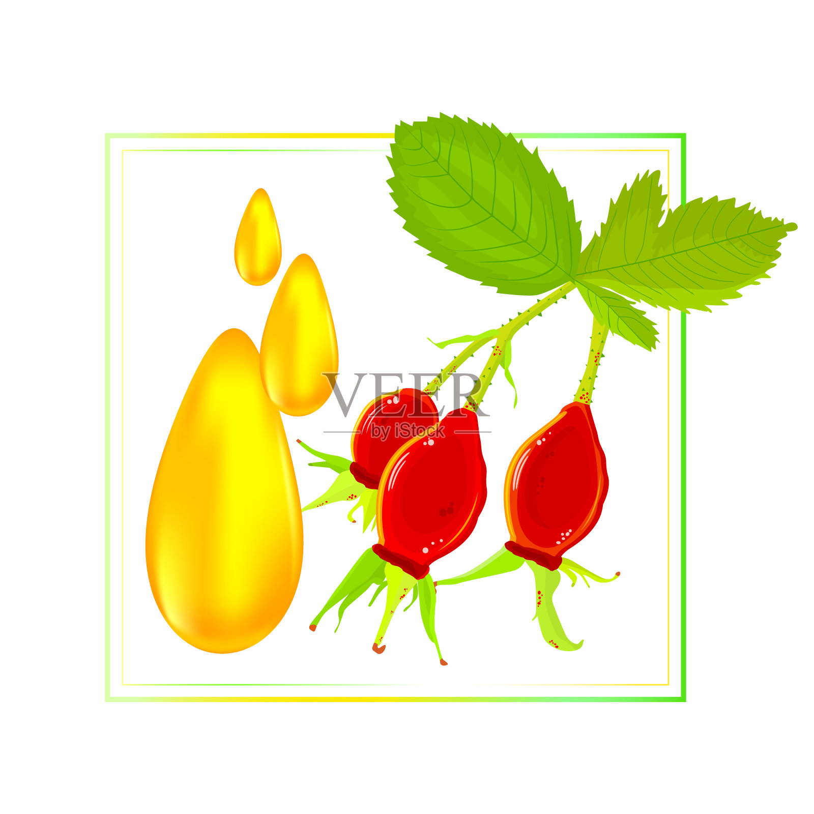 框架与玫瑰果和狗玫瑰油滴孤立在白色背景。插画图片素材