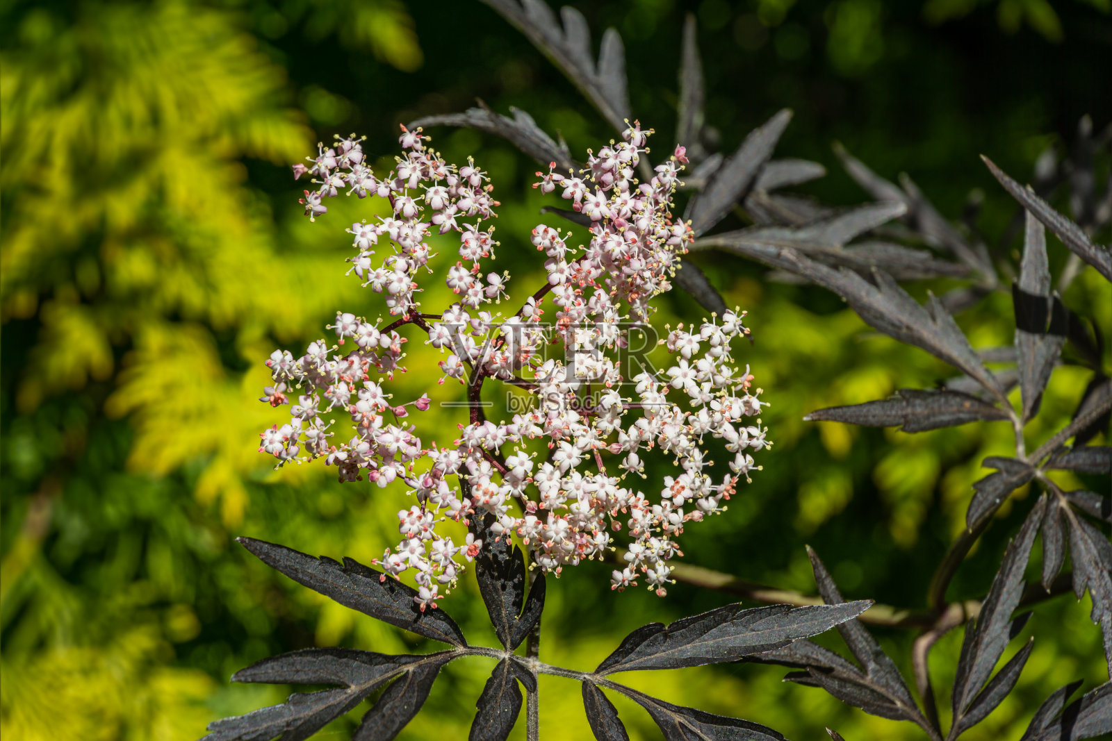 黑sambuus(黑sambuus nigra)白花盛开。在春季花园的绿色背景上娇嫩的花朵簇宏观。有选择性的重点。设计的自然概念。照片摄影图片