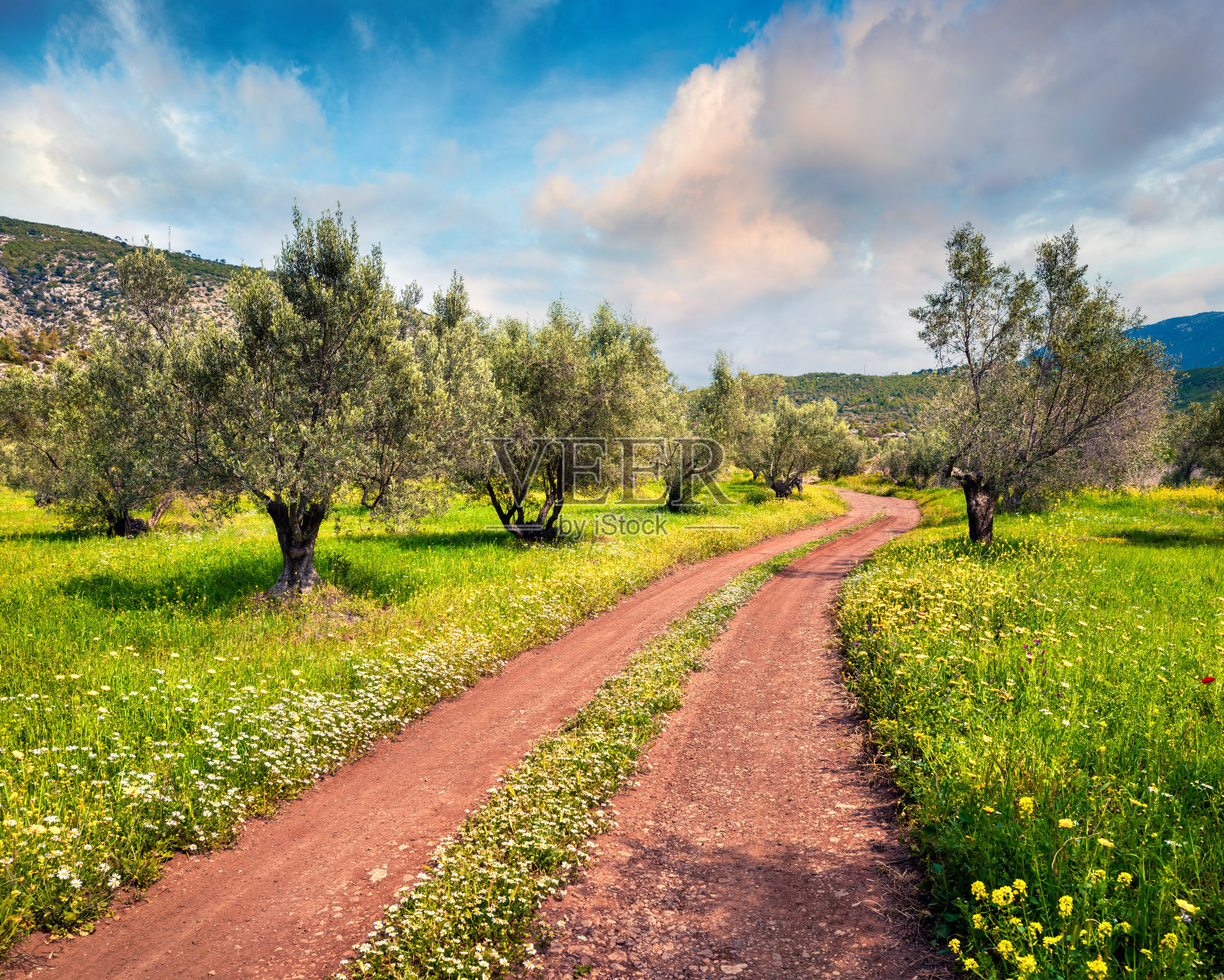 扎金索斯岛橄榄树花园里阳光明媚的春天景象。欧洲希腊多彩的早晨景色。美丽的乡村概念背景。艺术风格后期处理照片。照片摄影图片