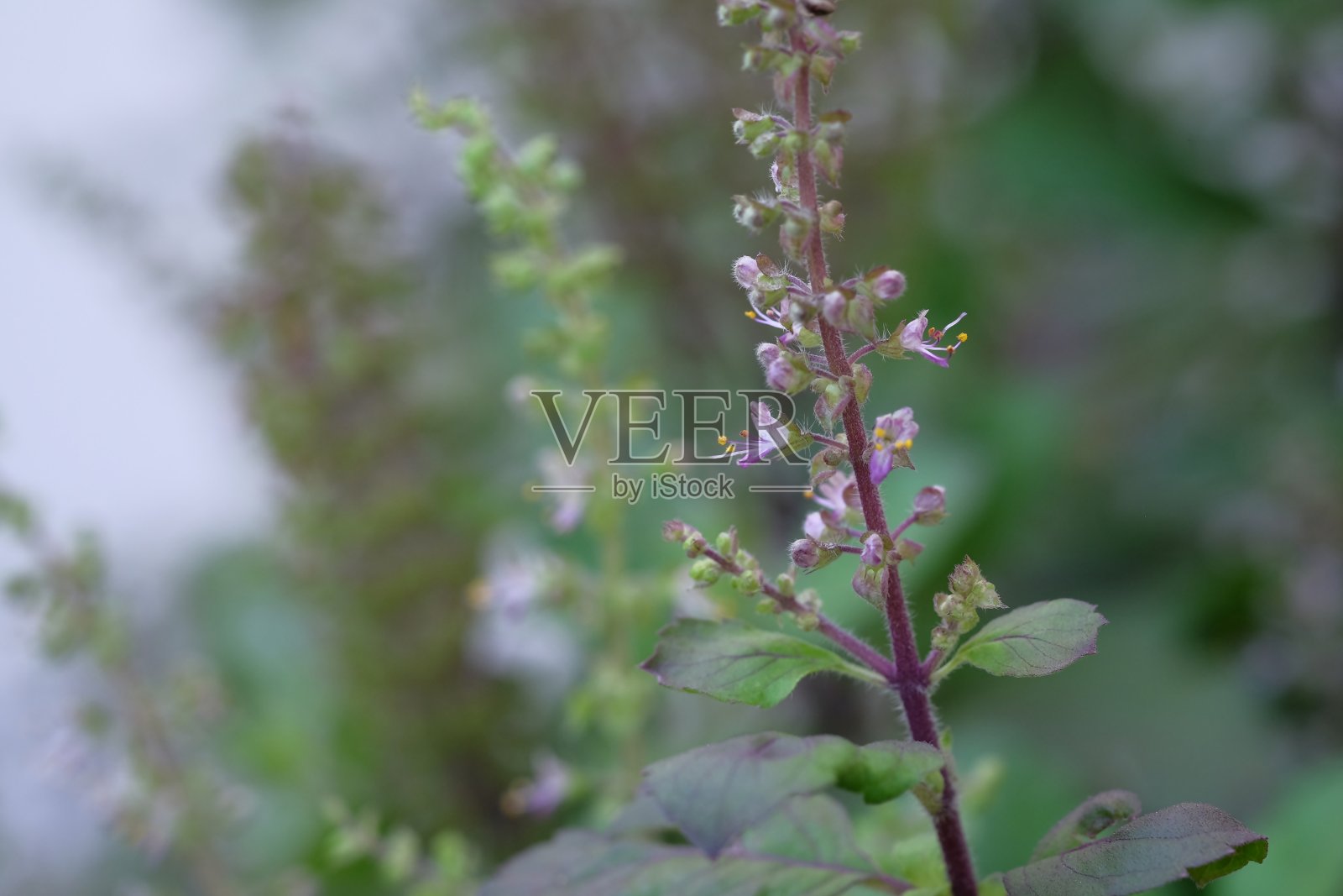 紫色的神圣罗勒花，花园里的草本植物照片摄影图片
