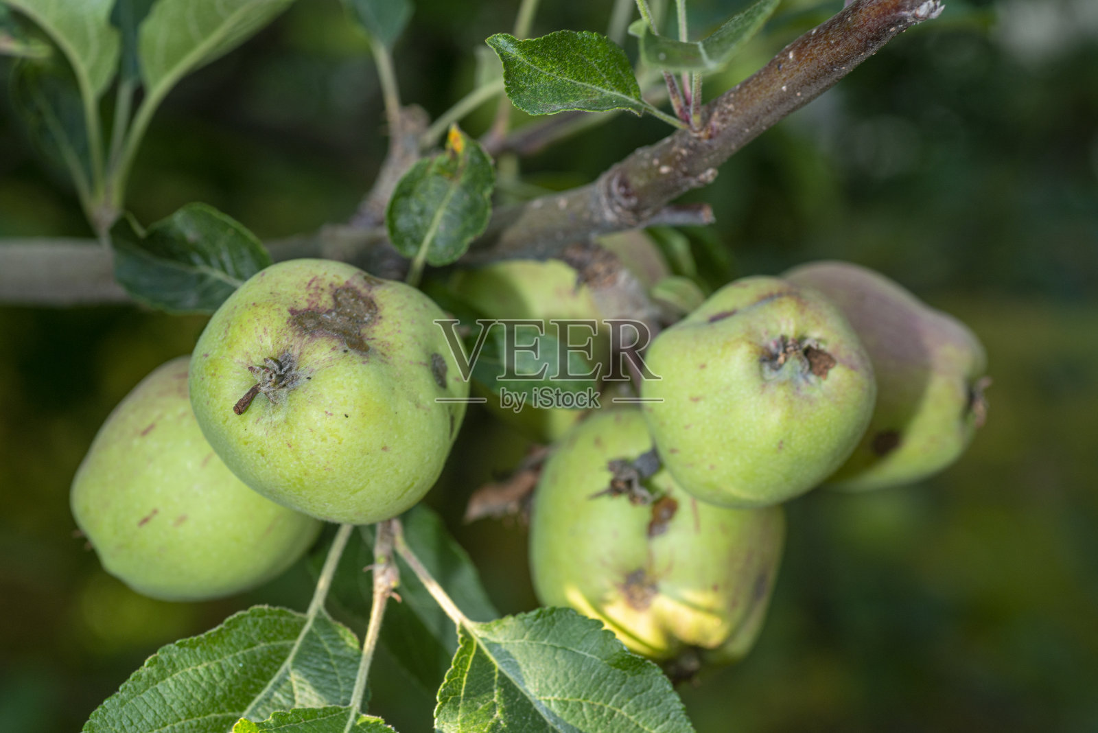 被苹果和苹果树感染的果实照片摄影图片