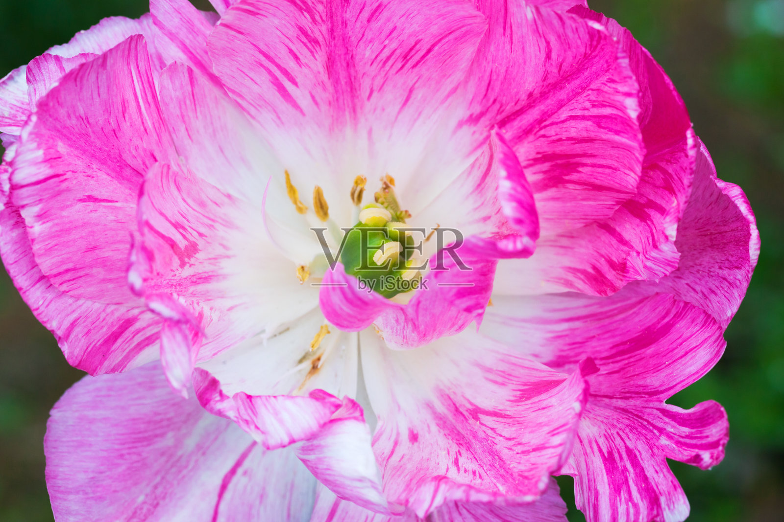 粉红色白色郁金香花俯视图，微距照片照片摄影图片