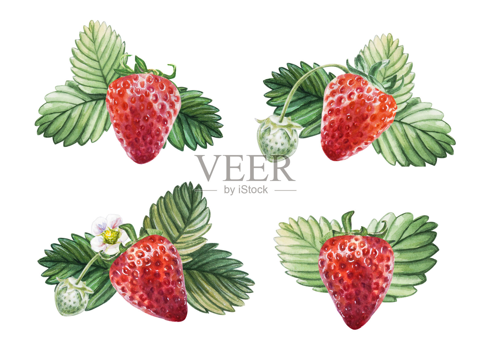 水彩红色多汁草莓与绿色浆果，叶和花集。手绘食物插图。标志设计。水果打印。插画图片素材
