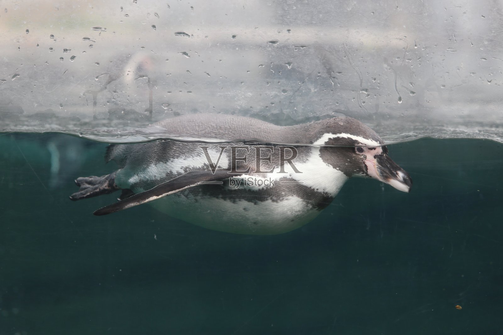 企鹅在水里游泳照片摄影图片