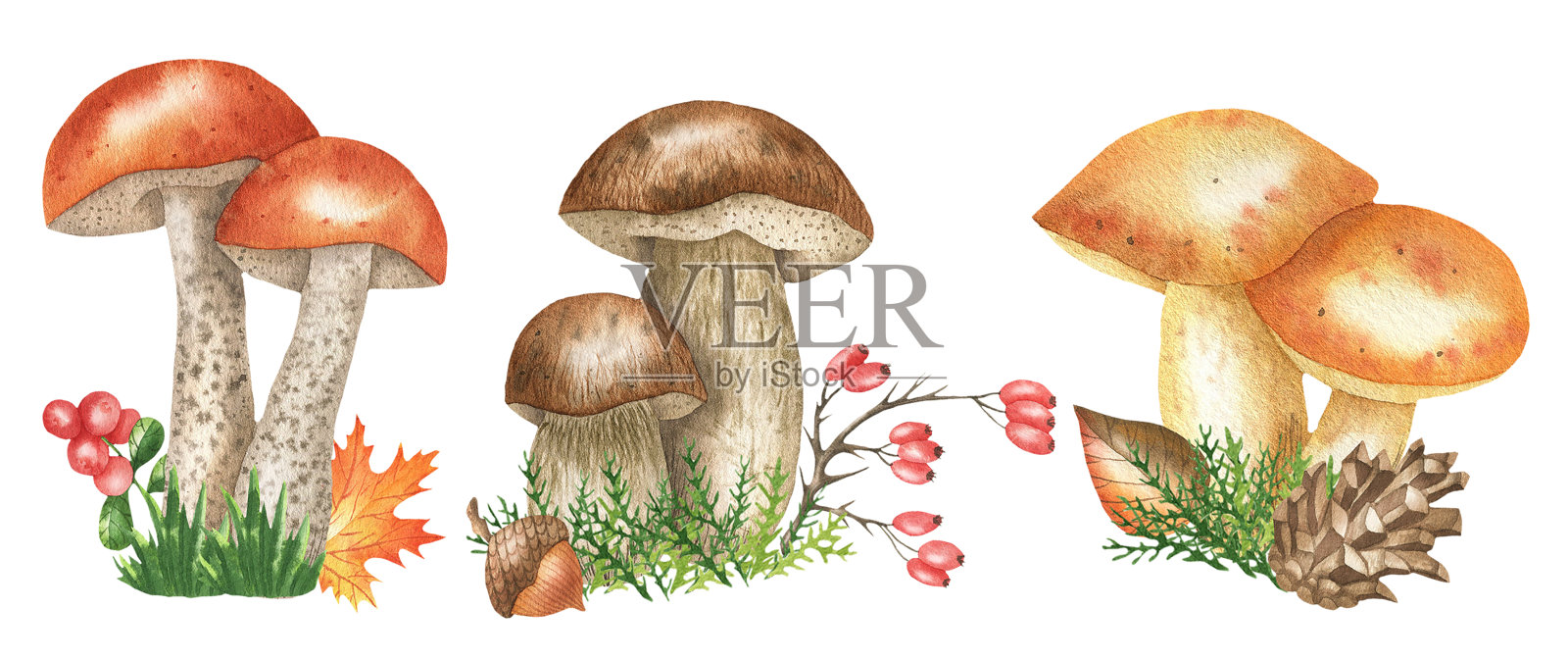 说明mushrooms.jpg插画图片素材
