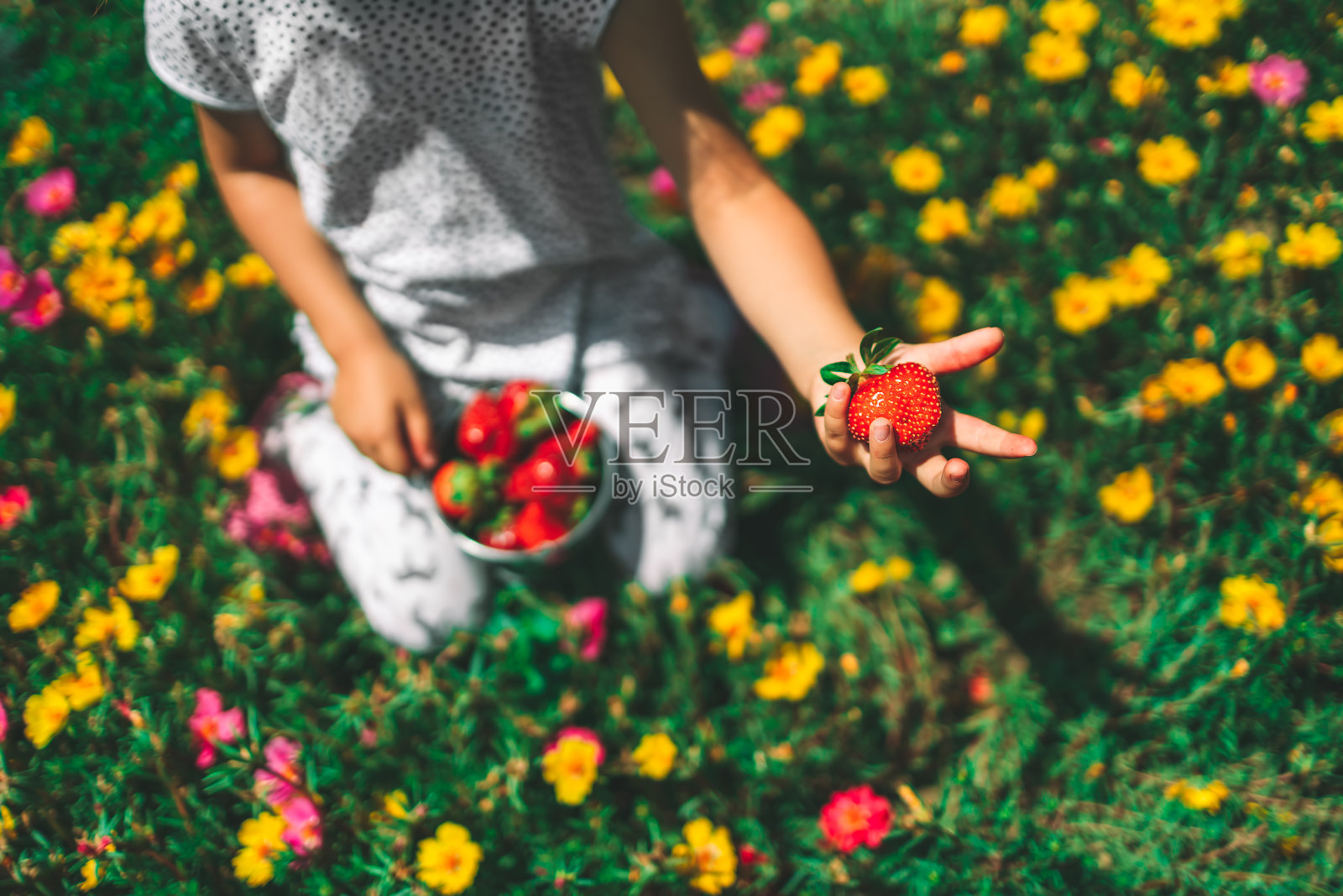 一个小女孩在田里摘草莓。园艺。收获草莓。背景的花照片摄影图片