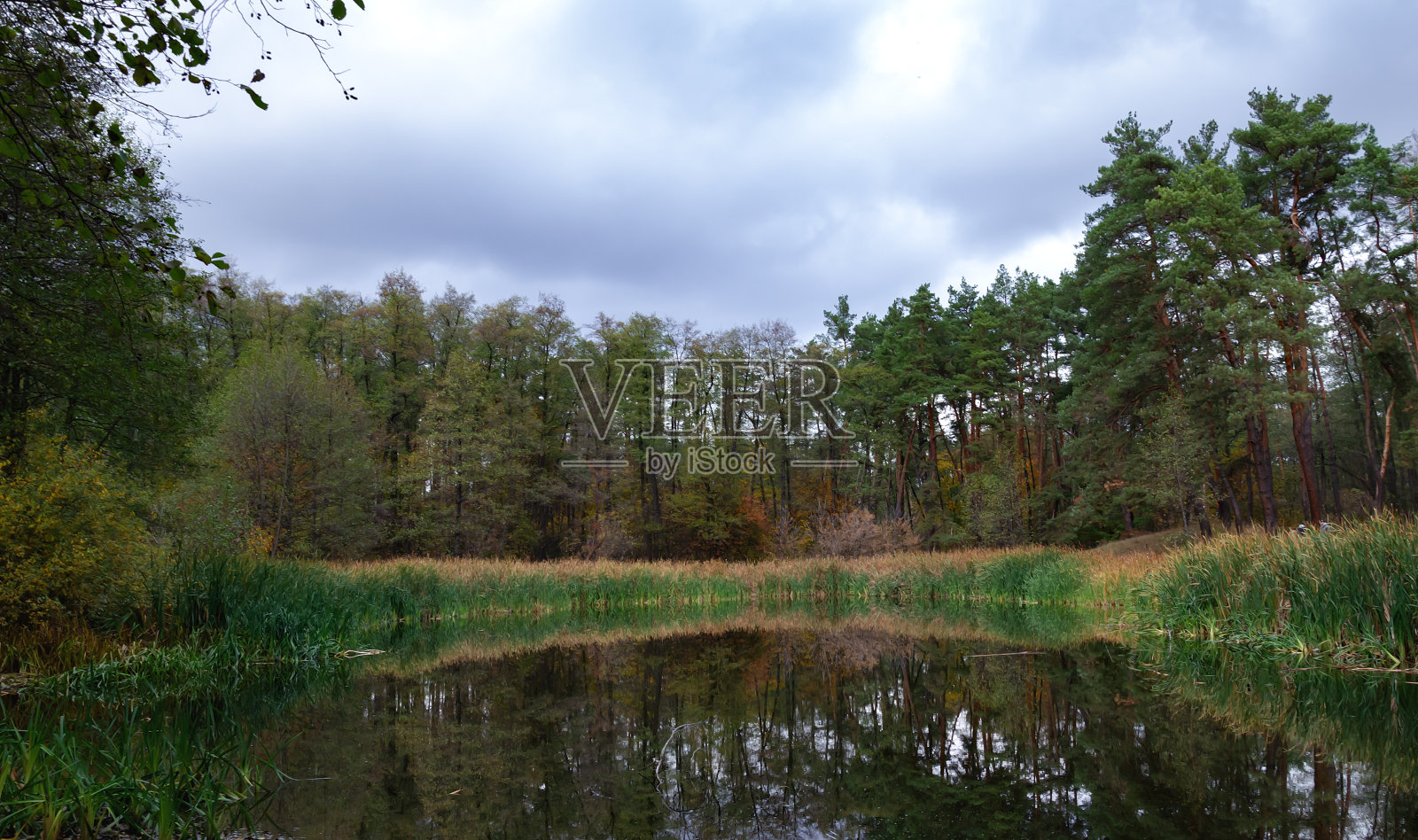 芦苇和松树。倒影在水面上，映在水库的岸边照片摄影图片