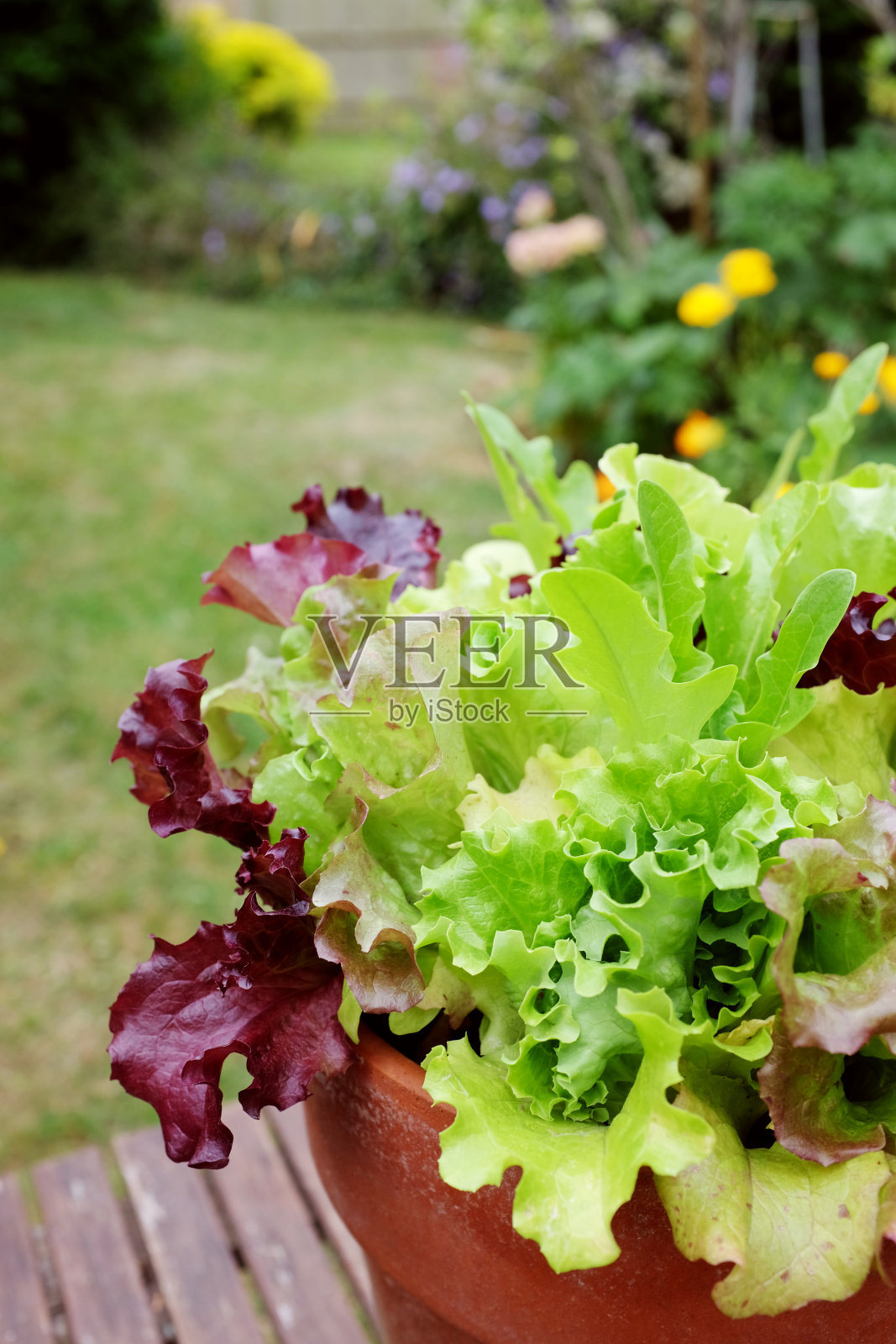新鲜的沙拉叶，花园里混合的生菜照片摄影图片
