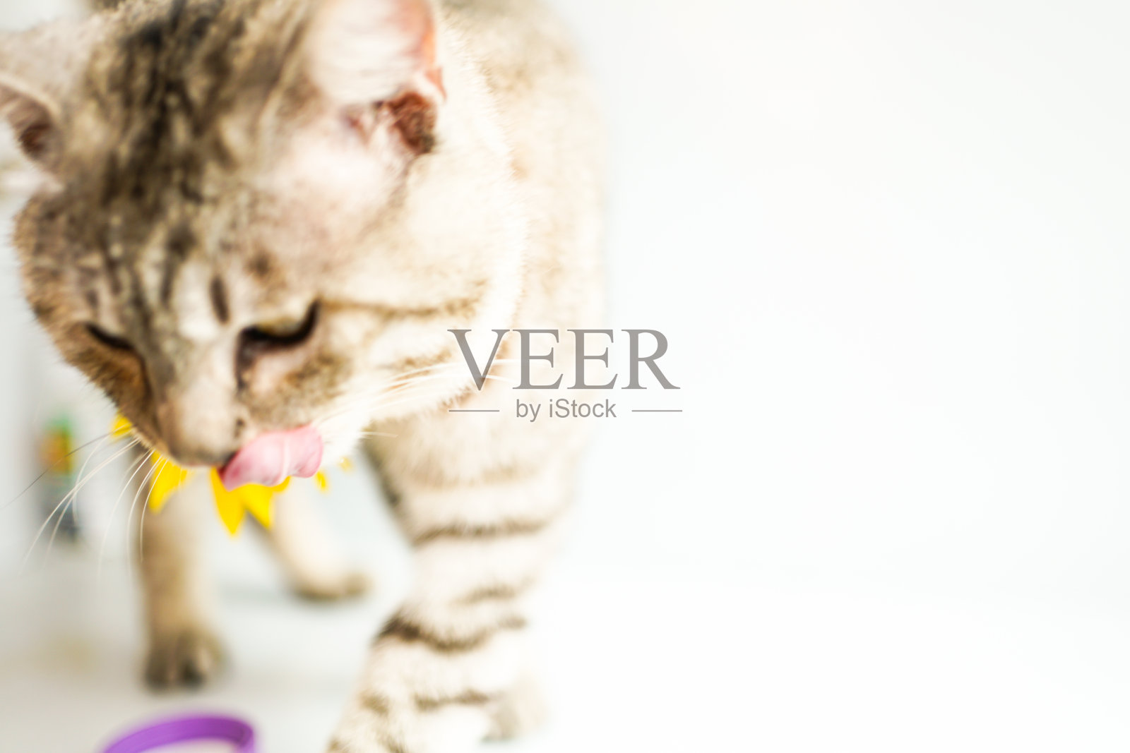 毛茸茸的虎斑猫和粉色塑料药瓶照片摄影图片