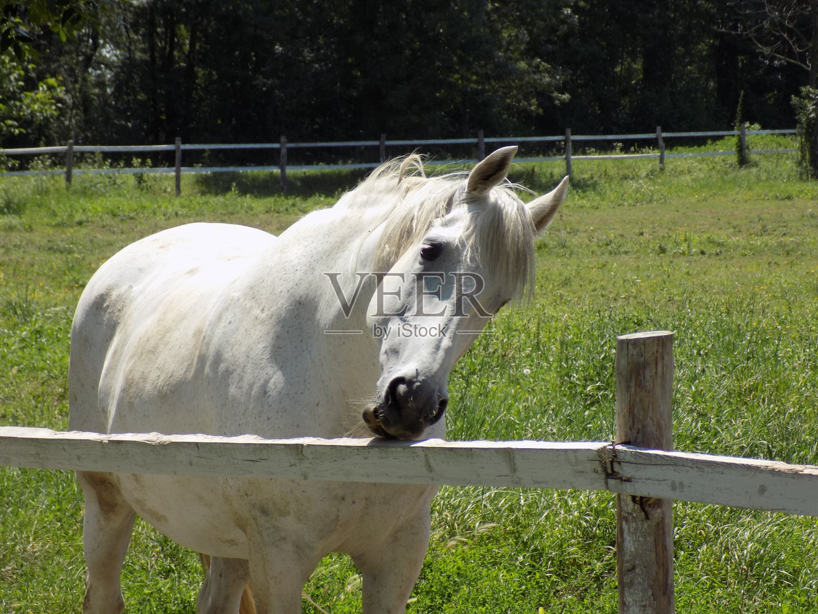 畜栏里美丽的白马照片摄影图片