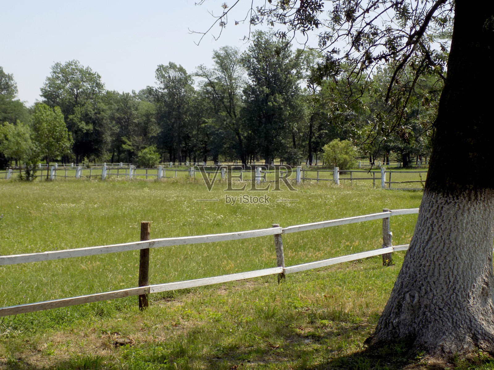 牛栏附近的白蜡树，马厩附近照片摄影图片
