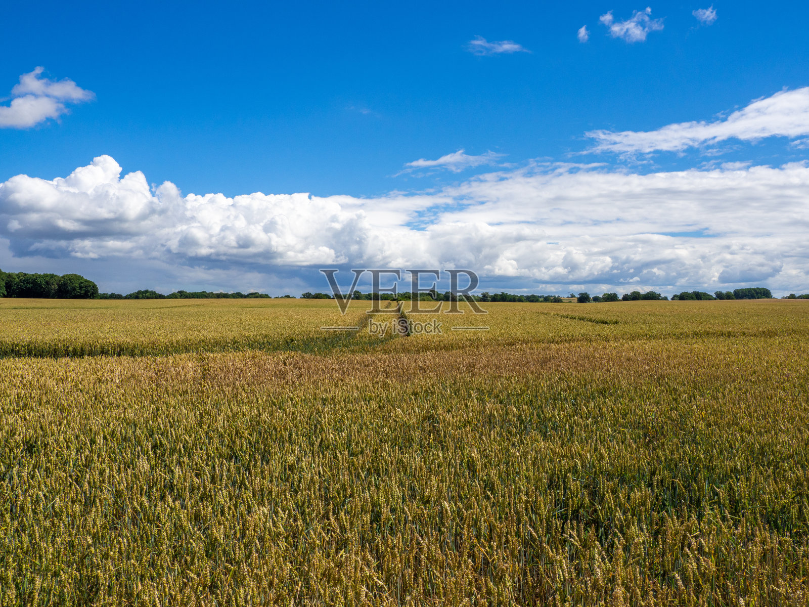 典型的德国北部农田，蓝天白云照片摄影图片