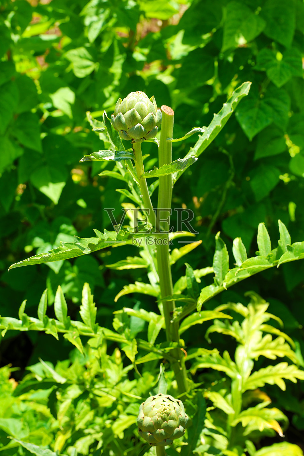 绿色的朝鲜蓟植物，花头状照片摄影图片