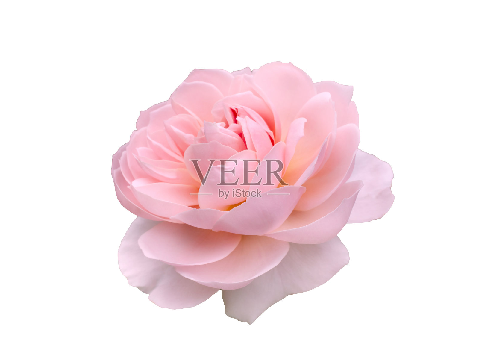 新鲜美丽的粉红玫瑰孤立在白色的背景照片摄影图片