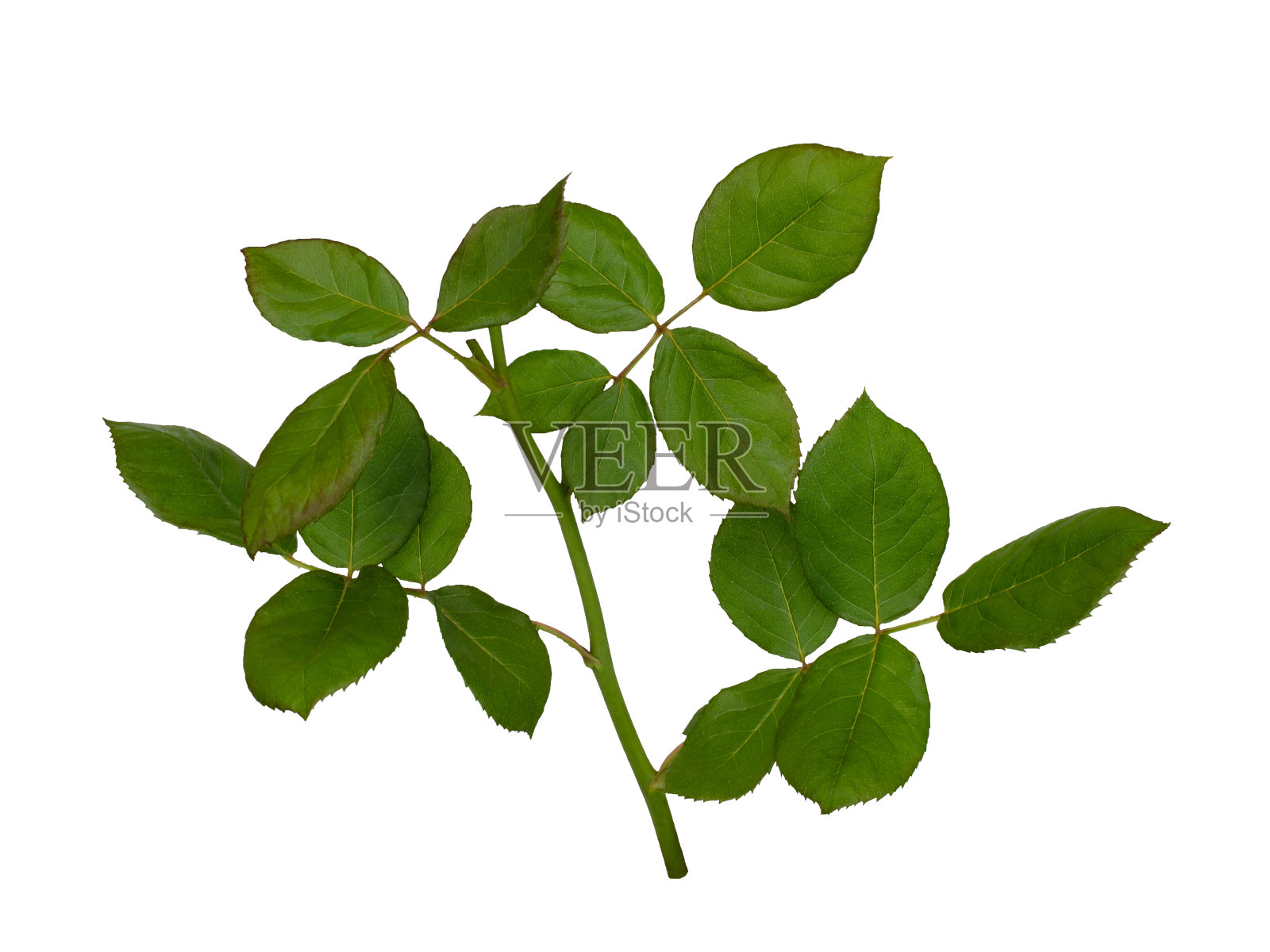 绿色玫瑰的叶子孤立在白色上照片摄影图片