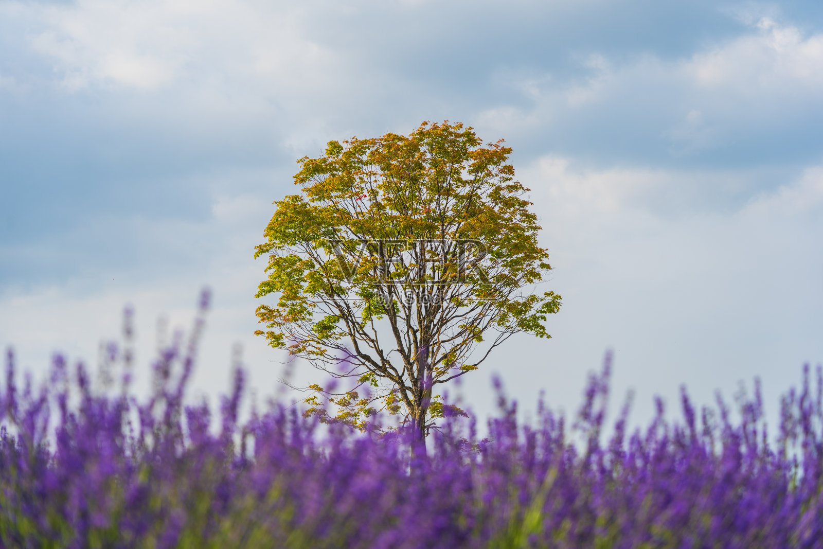 在夏天有紫色花朵的单棵枫树。照片摄影图片