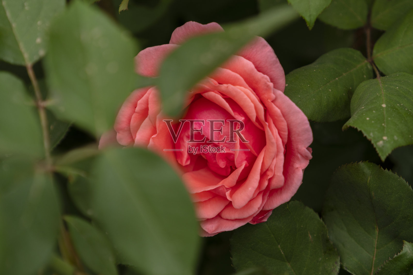 美丽的野玫瑰照片摄影图片