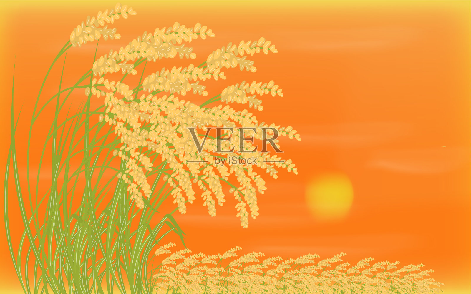 背景材料，收获的水稻和日落的插图插画图片素材