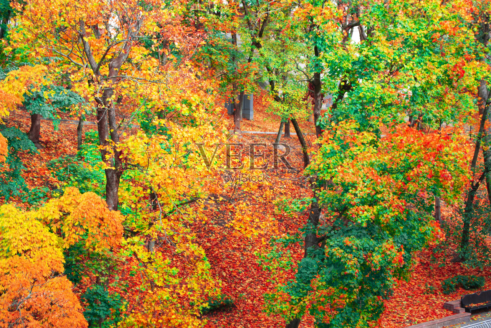秋天的风景有鲜艳多彩的树叶。户外照片摄影图片
