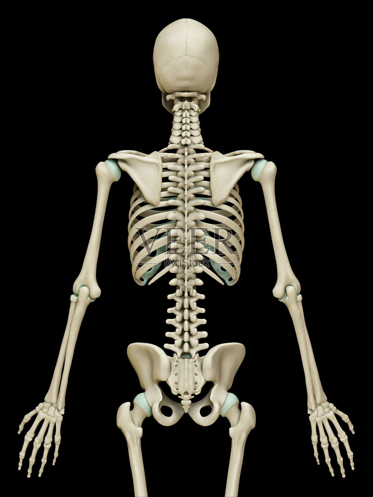 3d渲染，医学上精确的骨骼系统的插图照片摄影图片